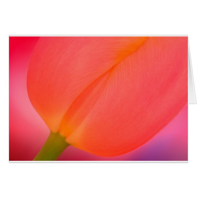 Red Tulip Close-up (Front Horizontal)