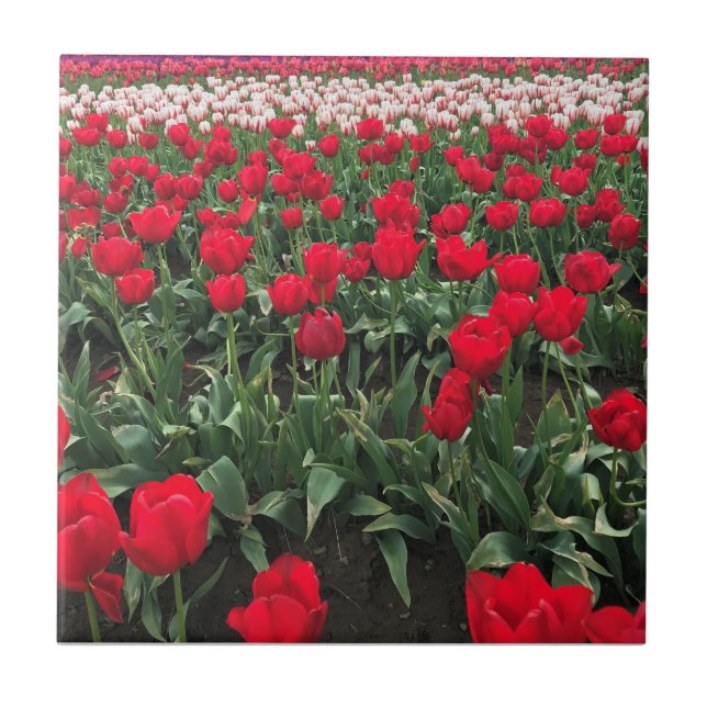 Red Tulip Field, Oregon Ceramic Tile (Front)