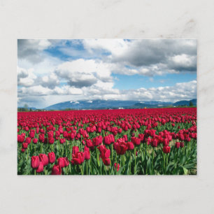 Red Tulip Field Postcard