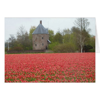 Red tulip fields and church