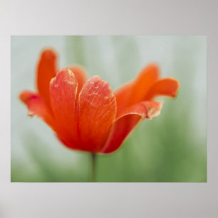 Red Tulip Flower Close-up Petal Nature Photography Poster