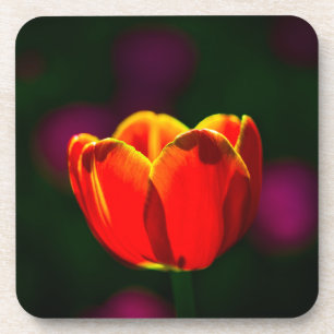 Red tulip flower coaster