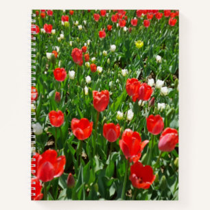 Red Tulip Flower Field Photo Notebook