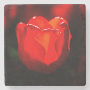 Red Tulip Flower - Fire Stone Coaster