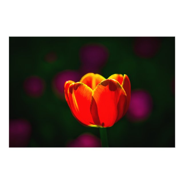 Red tulip flower photo print (Front)
