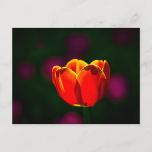 Red tulip flower postcard