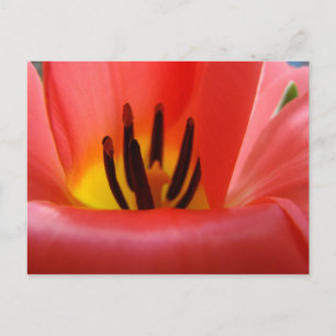 Red Tulip Flower postcards Garden