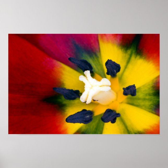 Red Tulip flower Poster (Front)