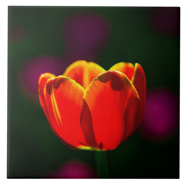 Red tulip flower tile (Front)