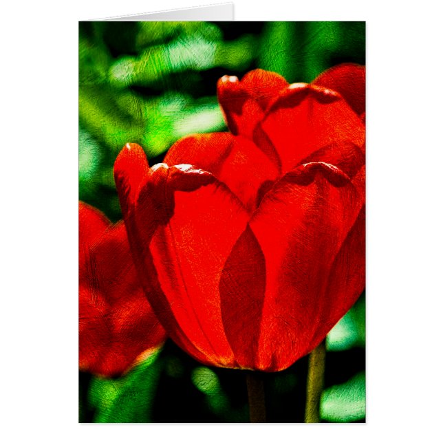 Red tulip flowers (Front)