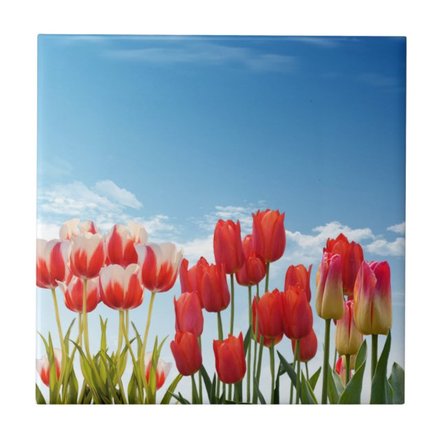 Red Tulip Flowers Ceramic Tile (Front)