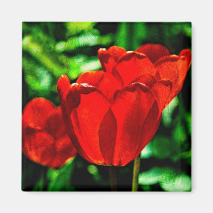 Red tulip flowers magnet