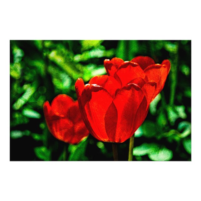 Red tulip flowers photo print (Front)