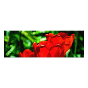 Red tulip flowers photo print