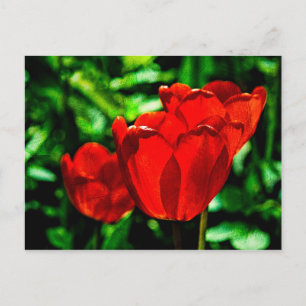 Red tulip flowers postcard