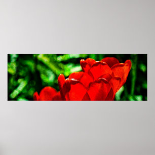 Red tulip flowers poster