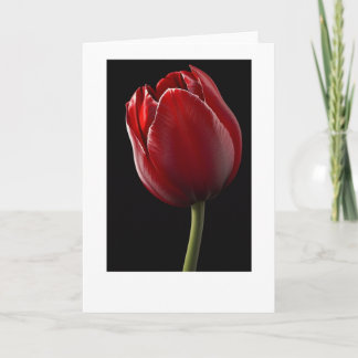 Red Tulip Greeting Card