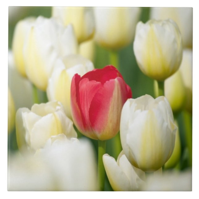 Red tulip in a field of white tulips ceramic tile (Front)