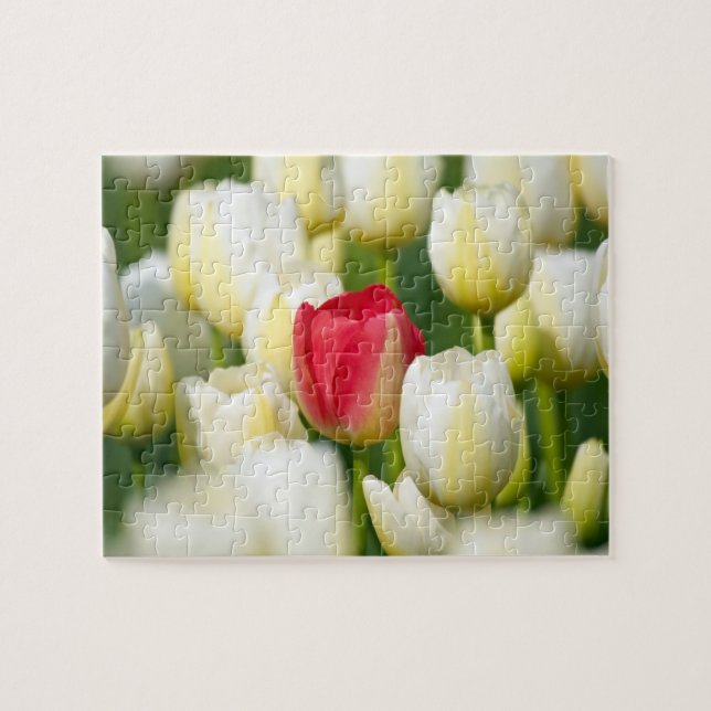 Red tulip in a field of white tulips jigsaw puzzle (Horizontal)