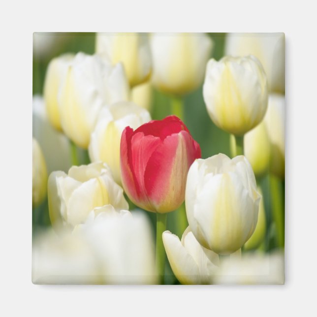 Red tulip in a field of white tulips magnet (Front)