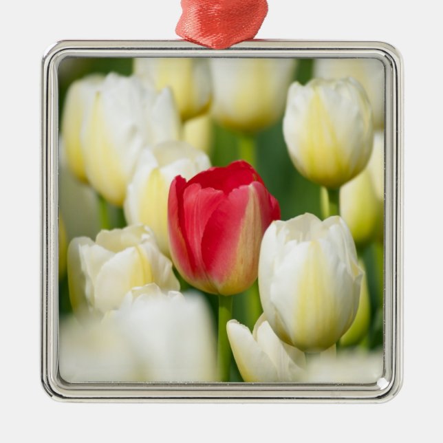 Red tulip in a field of white tulips metal ornament (Front)