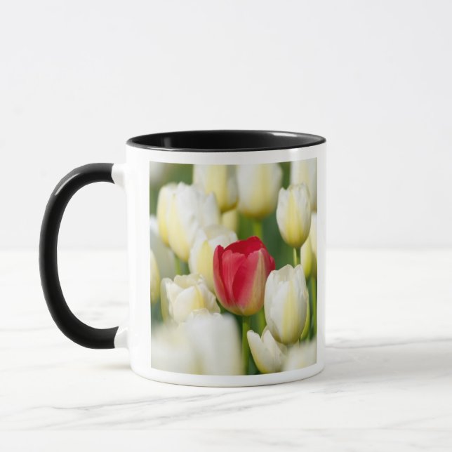 Red tulip in a field of white tulips mug (Left)