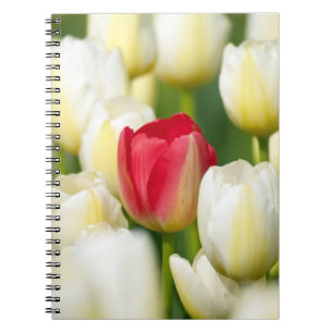 Red tulip in a field of white tulips notebook