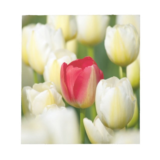 Red tulip in a field of white tulips notepad (Front)