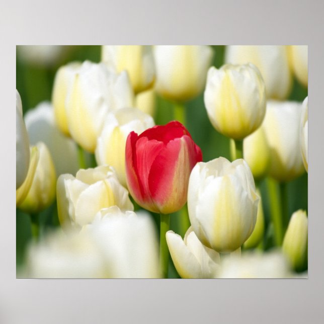 Red tulip in a field of white tulips poster (Front)