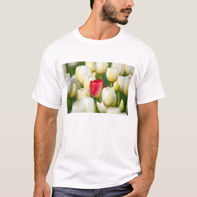 Red tulip in a field of white tulips T-Shirt (Front)
