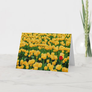 Red Tulip in a Yellow Tulip Field Card