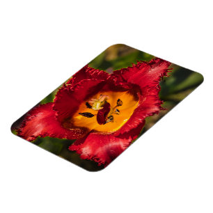 Red tulip magnet