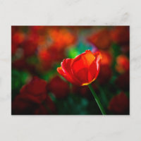 Red tulip - Mystery of blooming