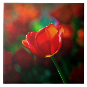 Red tulip - Mystery of blooming Tile