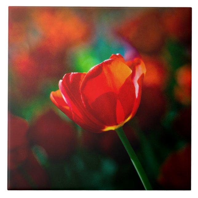 Red tulip - Mystery of blooming Tile (Front)