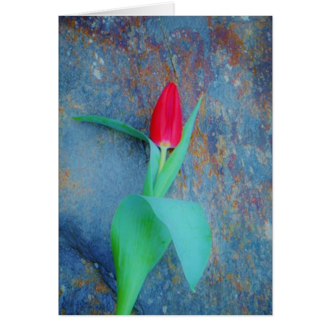 Red Tulip on Blue Grey Slate (Front)