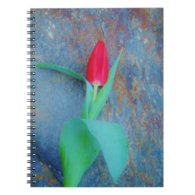Red Tulip on Blue Grey Slate Notebook (Front)