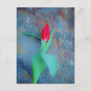Red Tulip on Blue Grey Slate Postcard