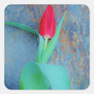 Red Tulip on Blue Grey Slate Square Sticker