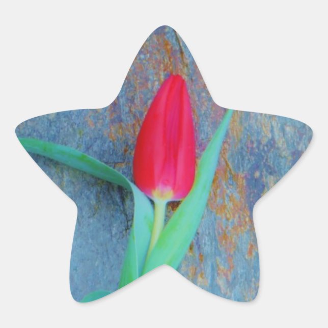 Red Tulip on Blue Grey Slate Star Sticker (Front)