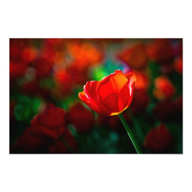 Red tulip photo print (Front)