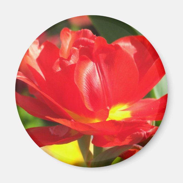 Red Tulip Photographs Magnet (Front)