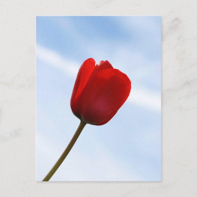 Red Tulip Postcard (Front)