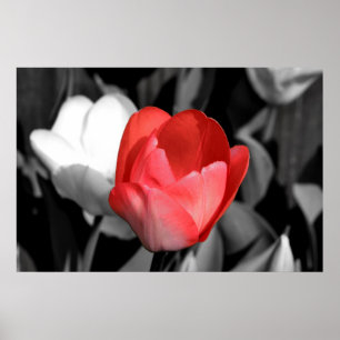 Red Tulip Poster
