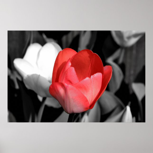 Red Tulip Poster (Front)