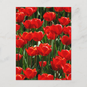Red Tulip Rose Floral Flowers Photography Postcard
