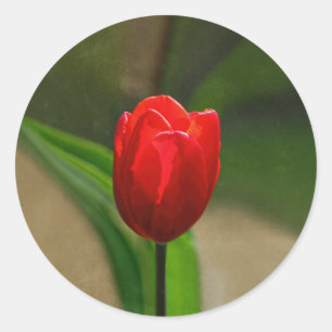 Red Tulip Spring Flower Classic Round Sticker