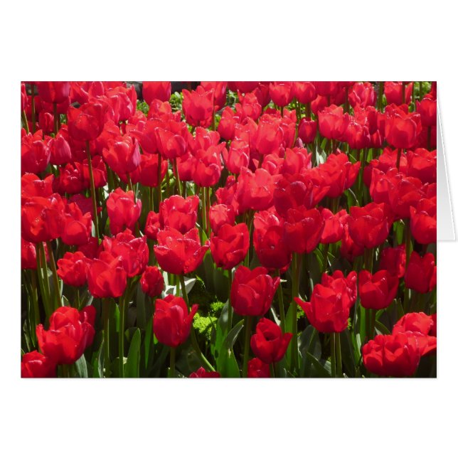 red tulips (Front Horizontal)