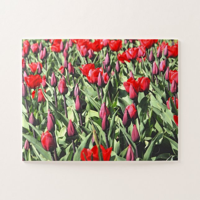 Red tulips 30-pc jigsaw puzzle (Horizontal)