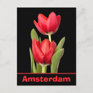 Red Tulips Amsterdam Postcard